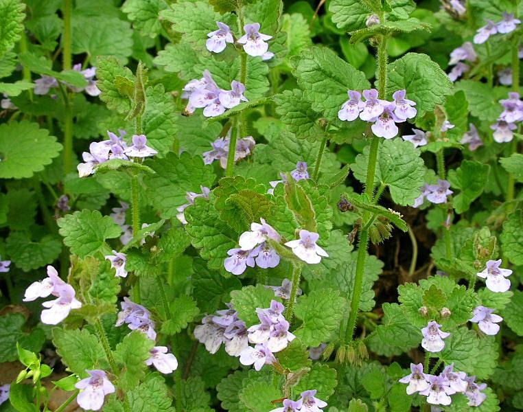 Glechoma hederacea / Ellera terrestre comune